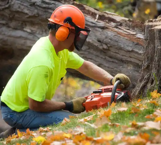 tree services Deale